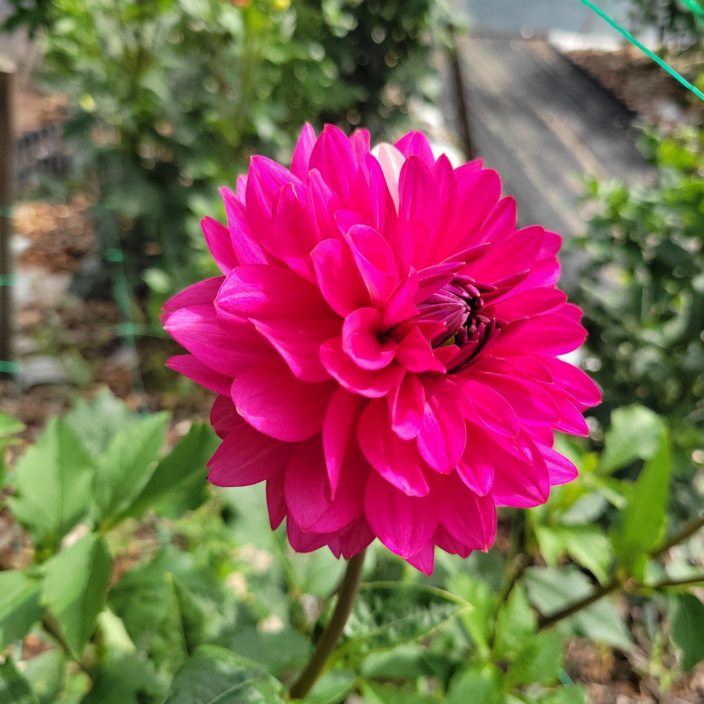Bloomquist Joyous