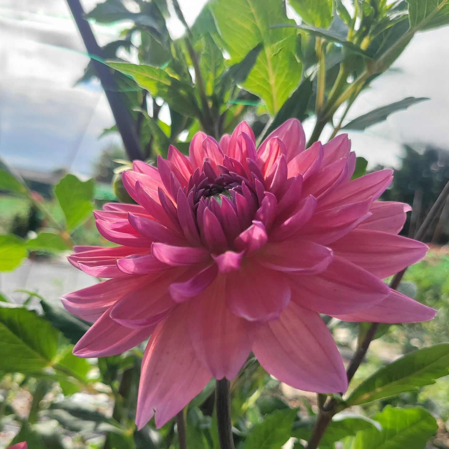 Dutch Pearl