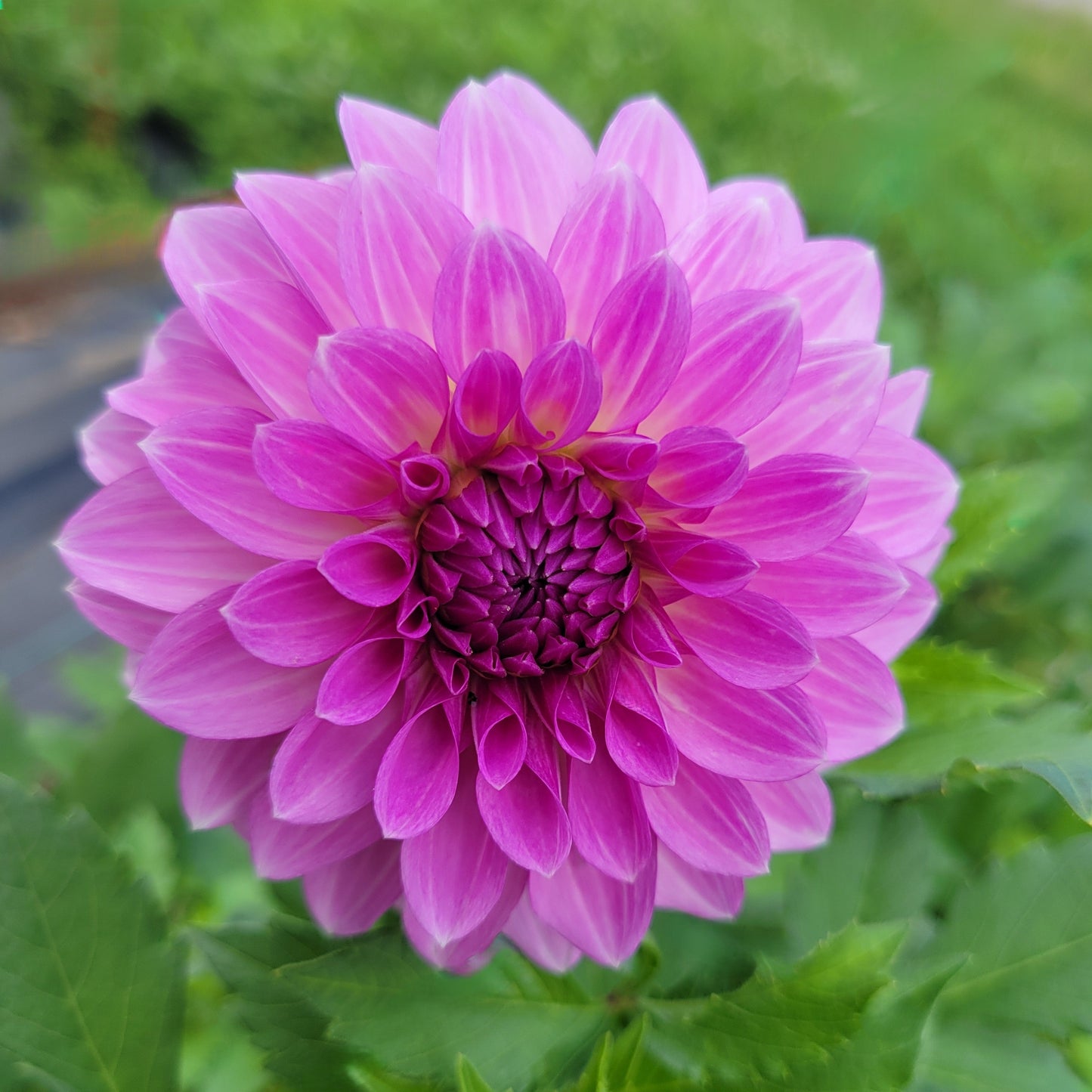 Lavender Ice