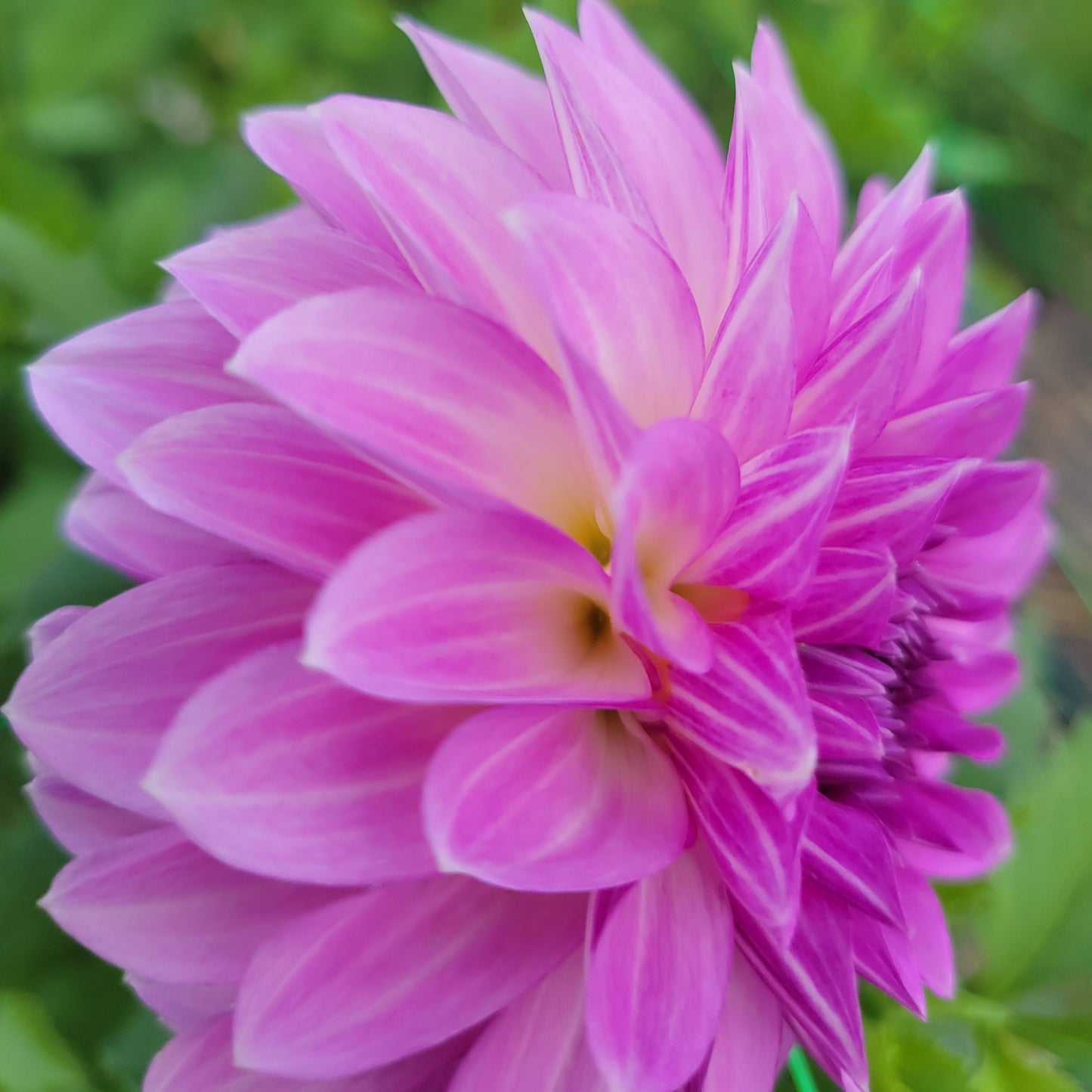 Lavender Ice