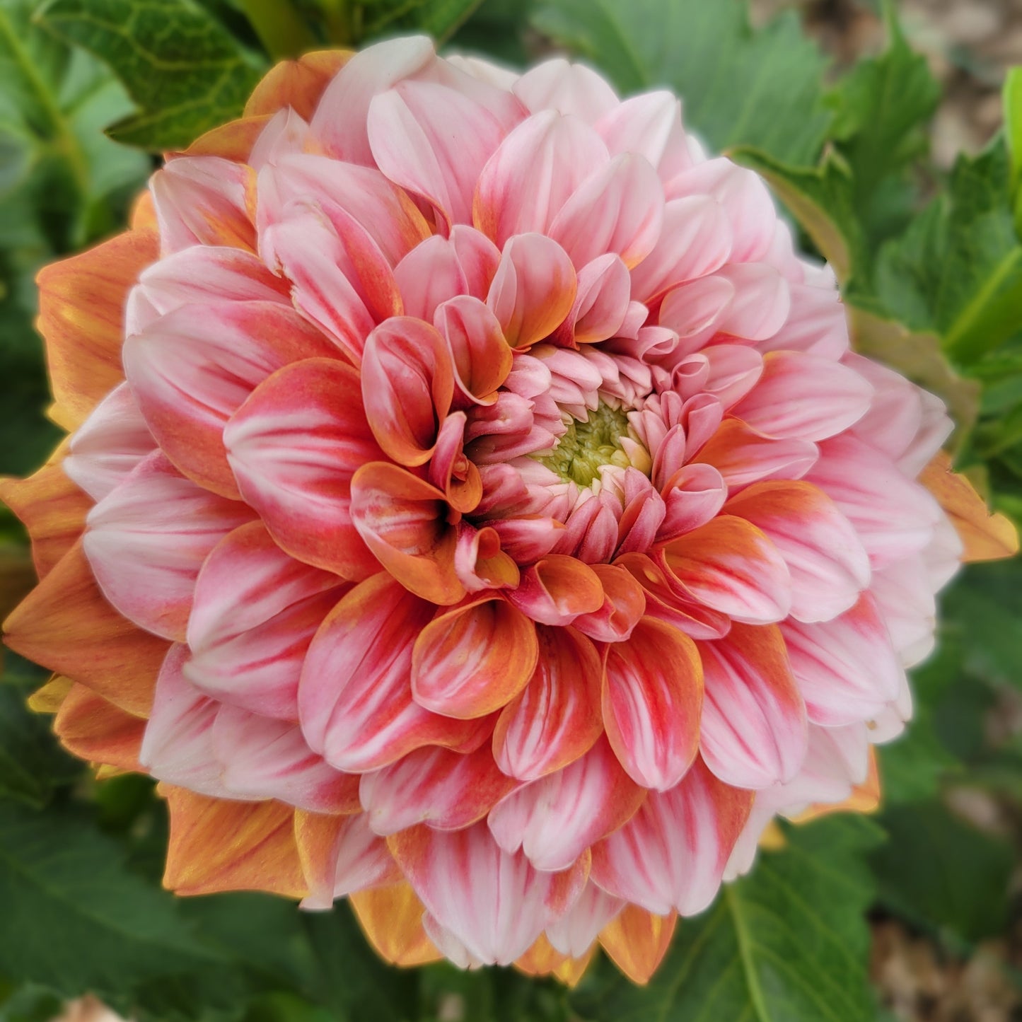 Tangerine Dream
