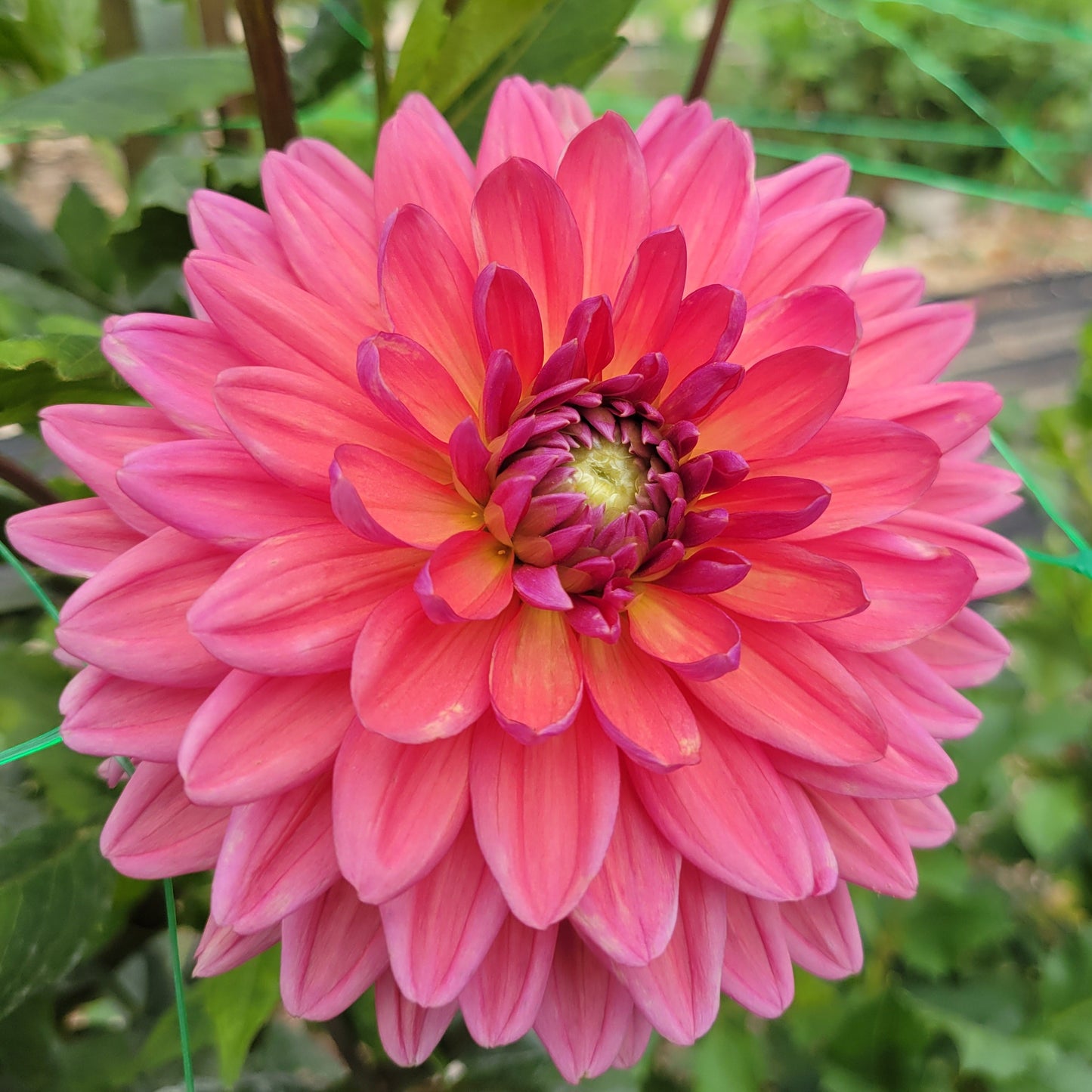 Dutch Pearl