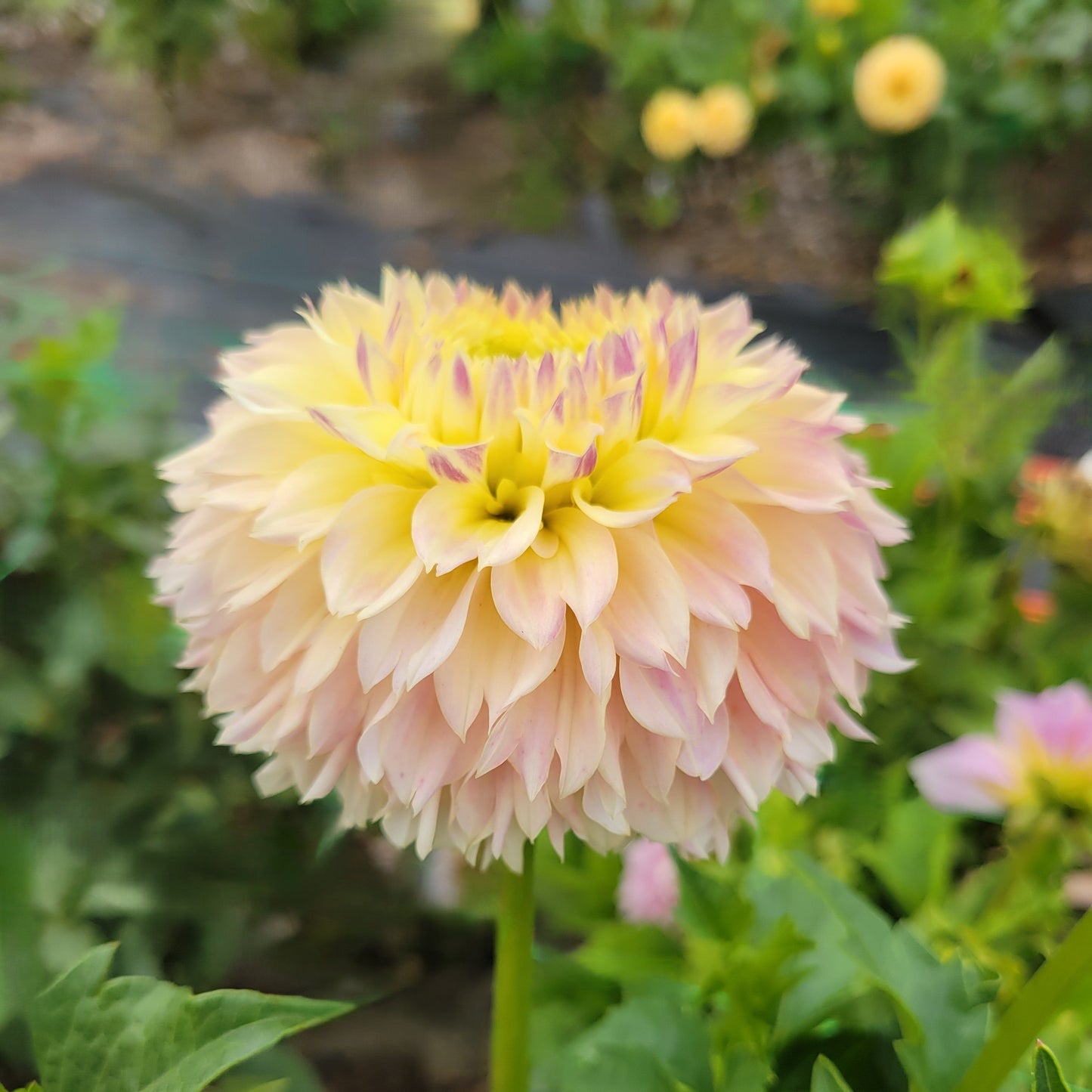 Elk's Tennley Rose