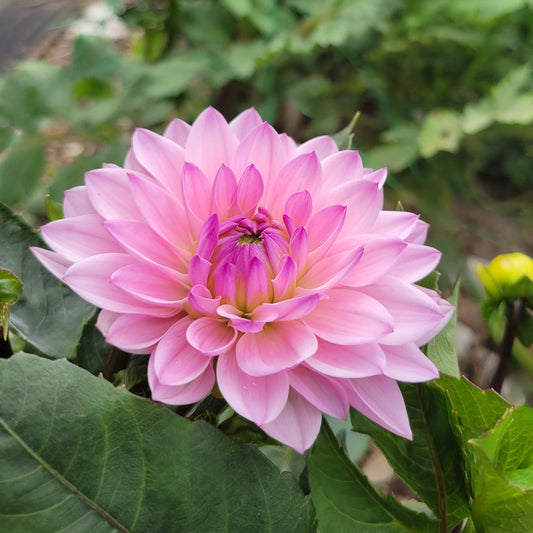 Karma Prospero