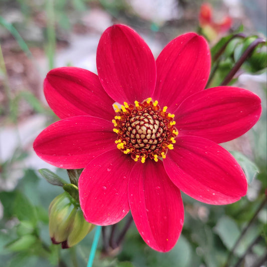 Baby Red