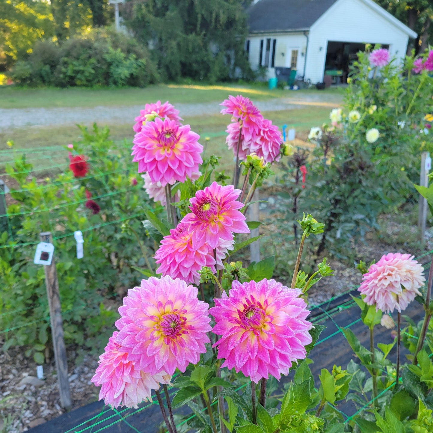 Bloomquist Parasol