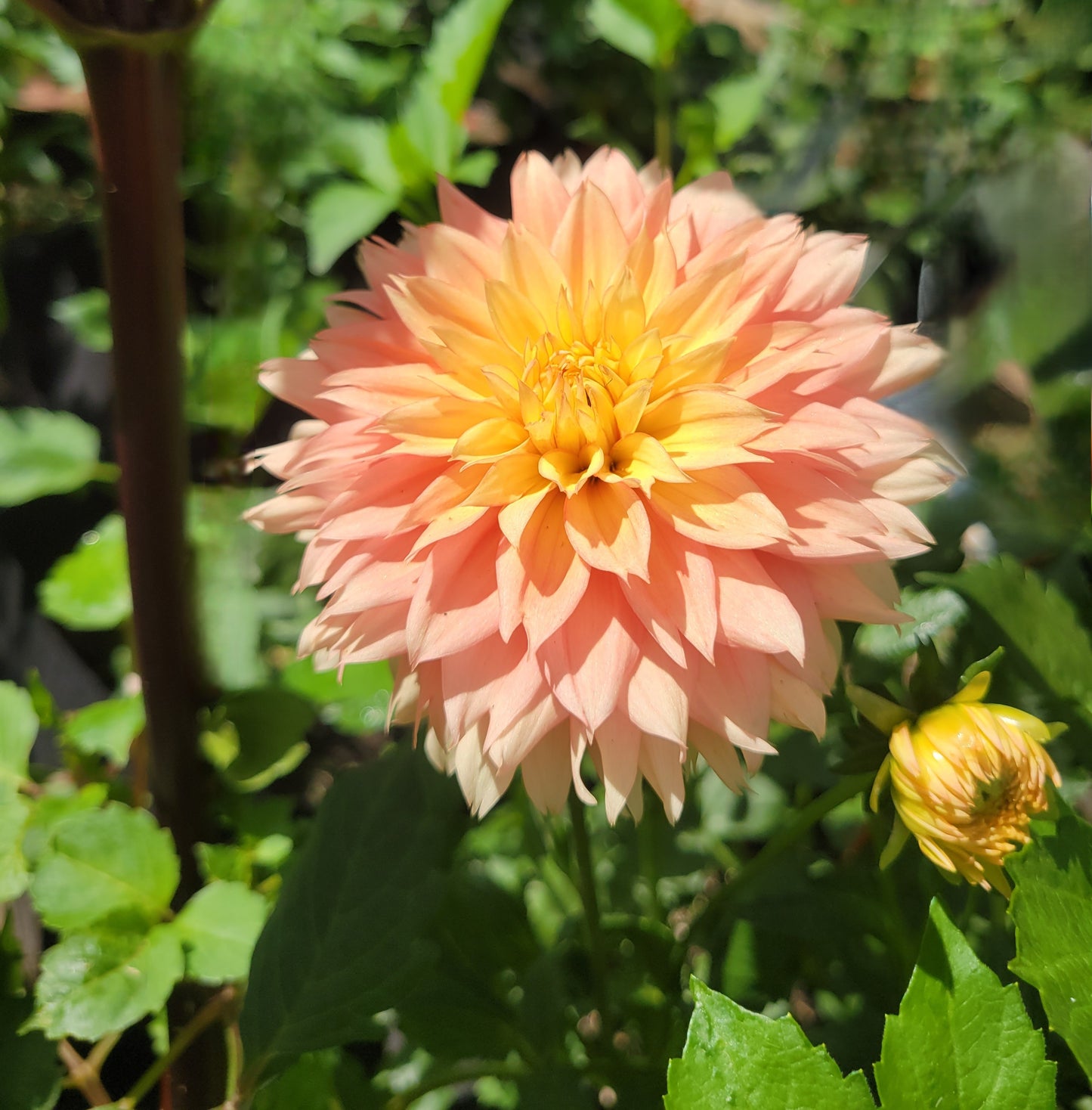 Lee's Apricot Fizz