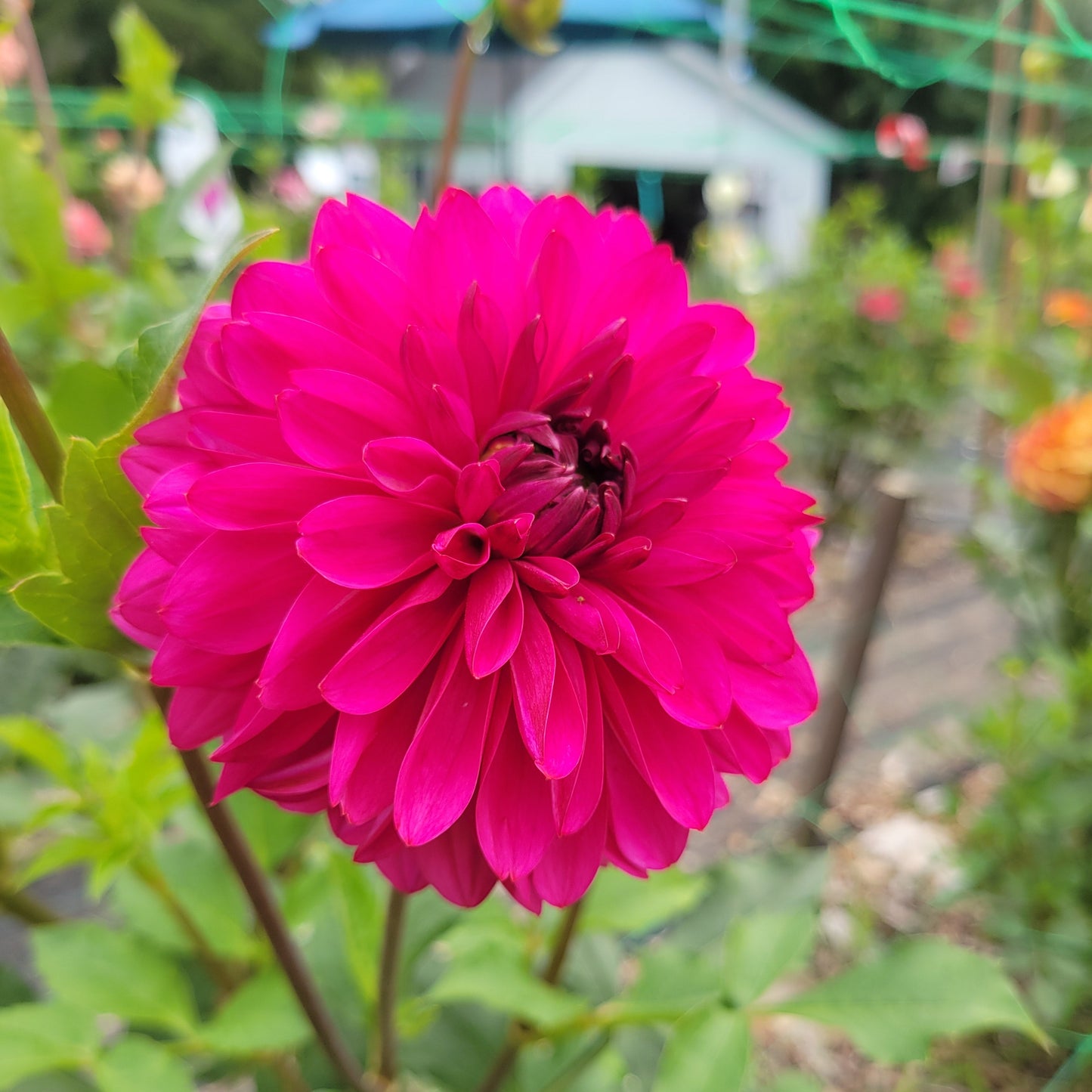 Bloomquist Joyous