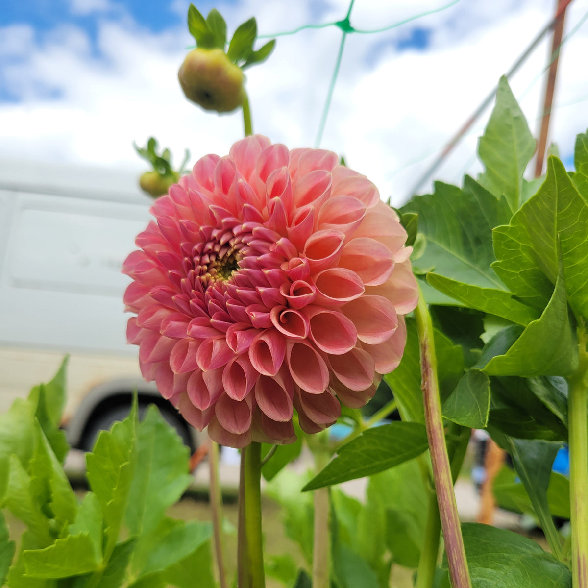 Clearview Peachy
