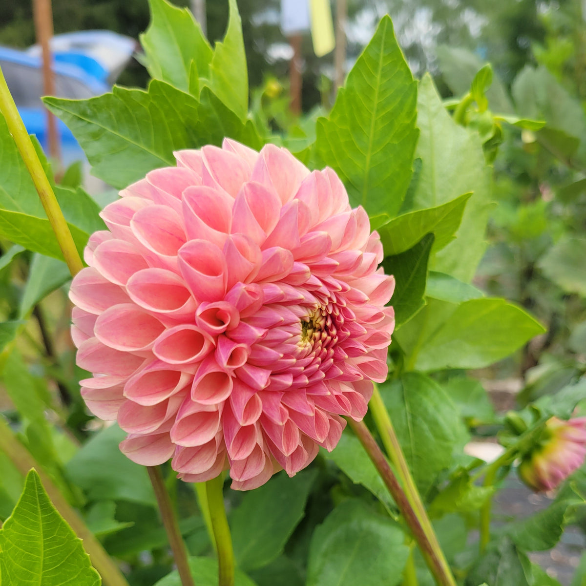 Clearview Peachy