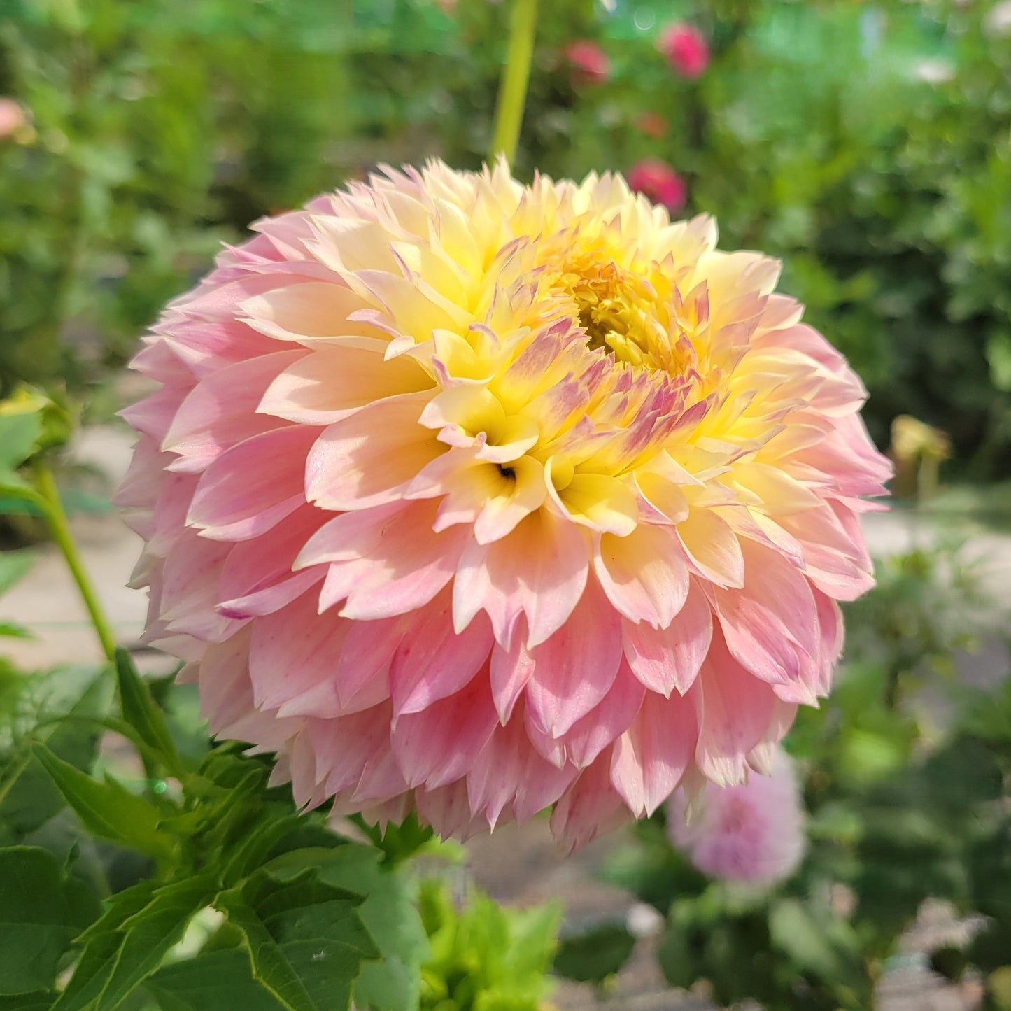 Elk's Tennley Rose