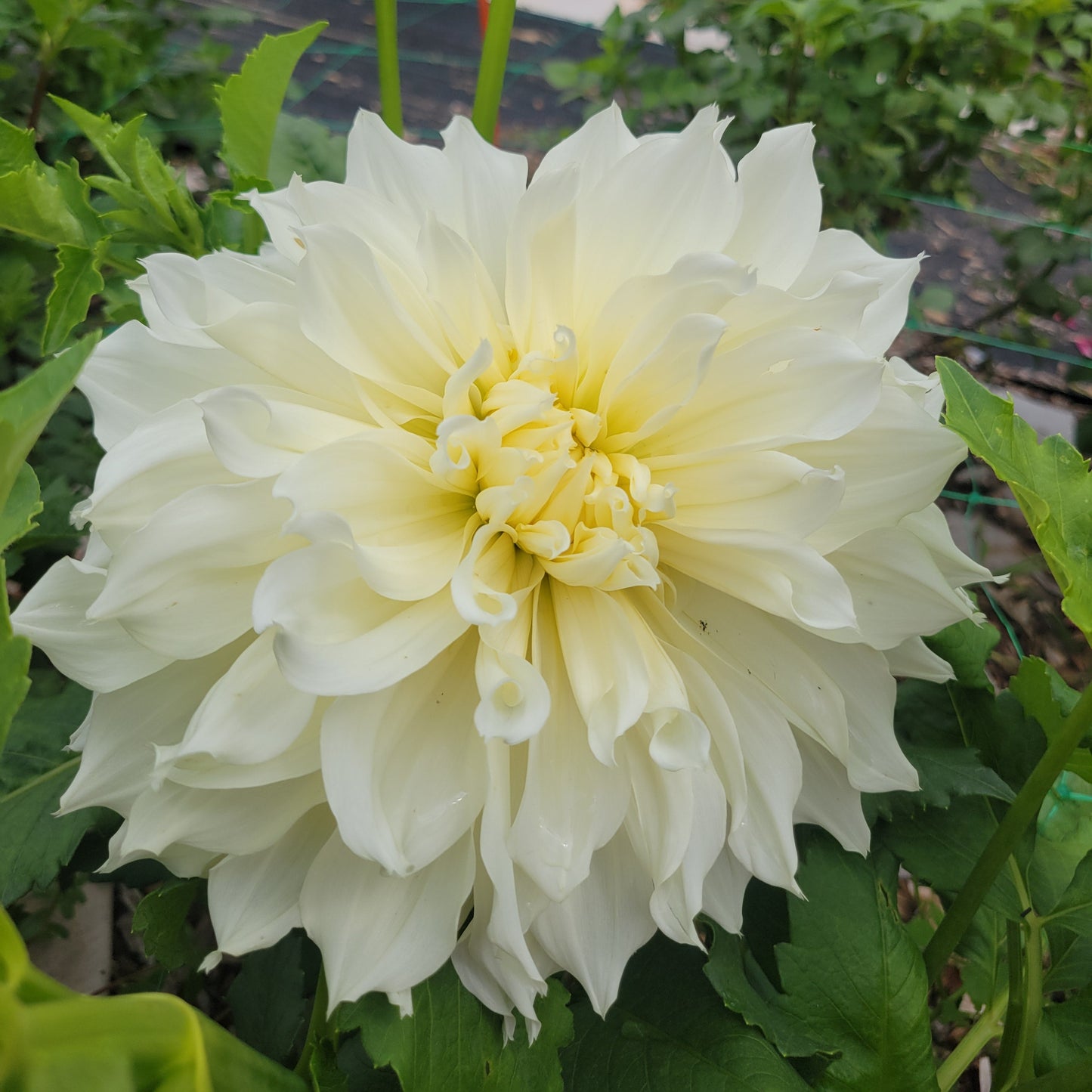 Fleurel