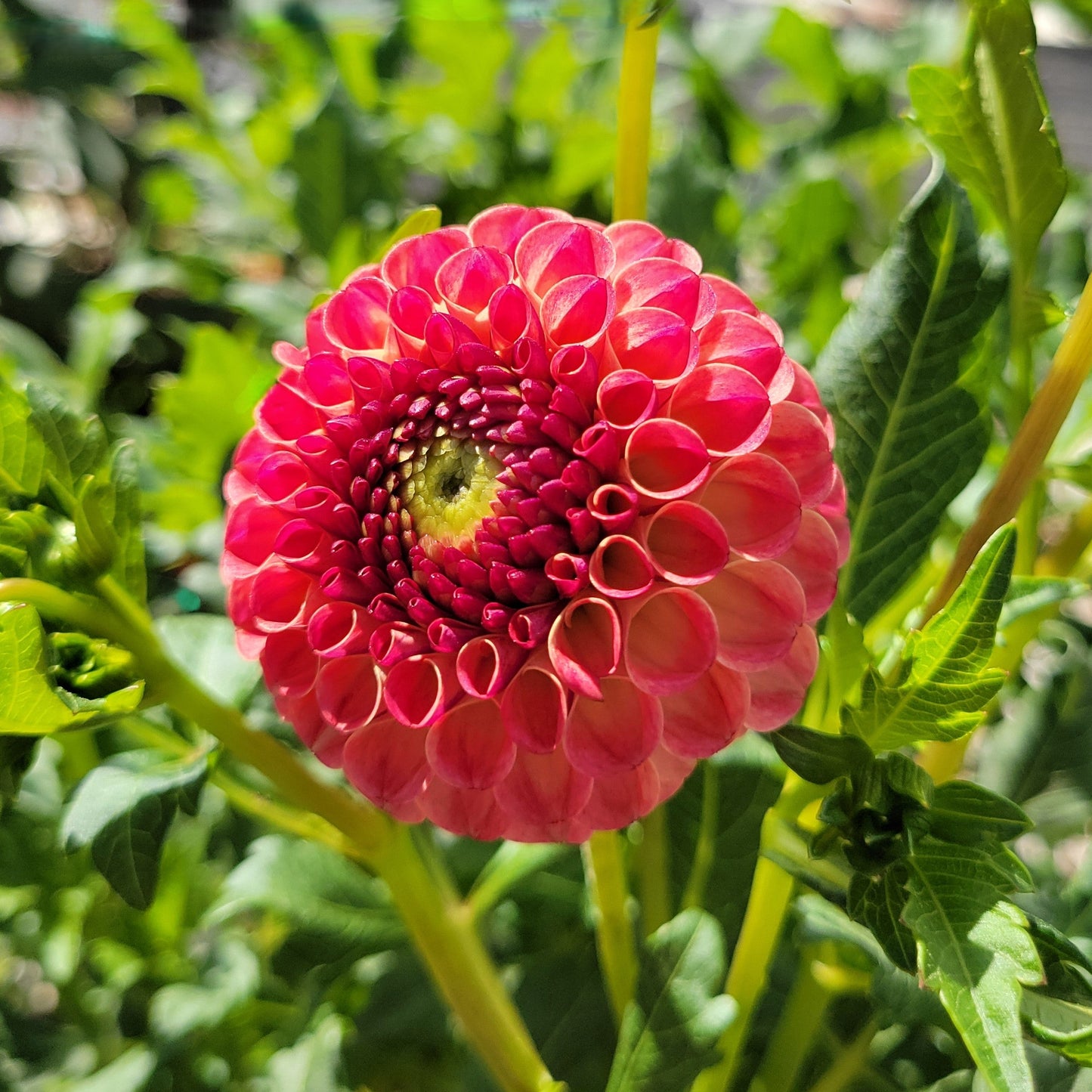 Rosemary Dawn