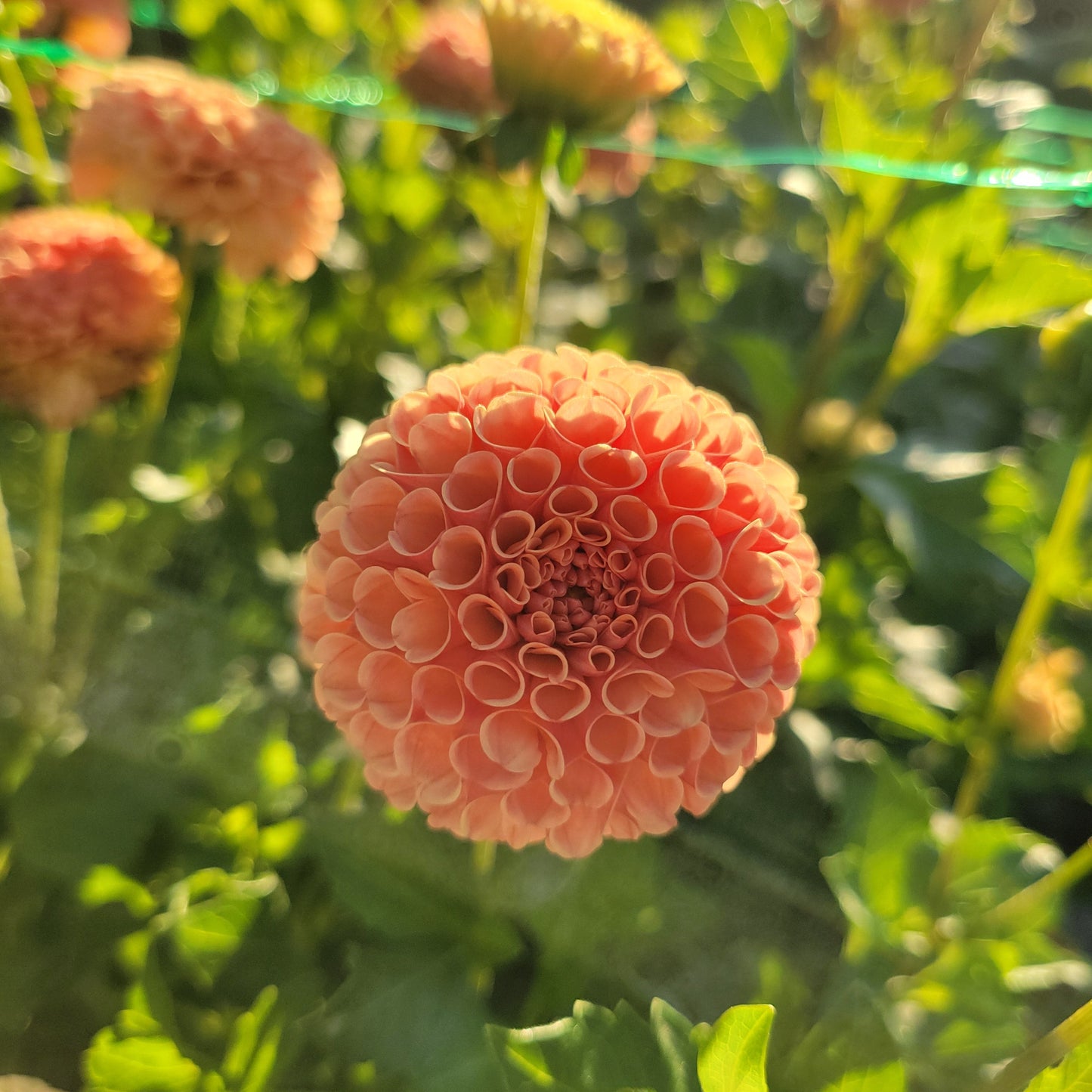 Amber Queen
