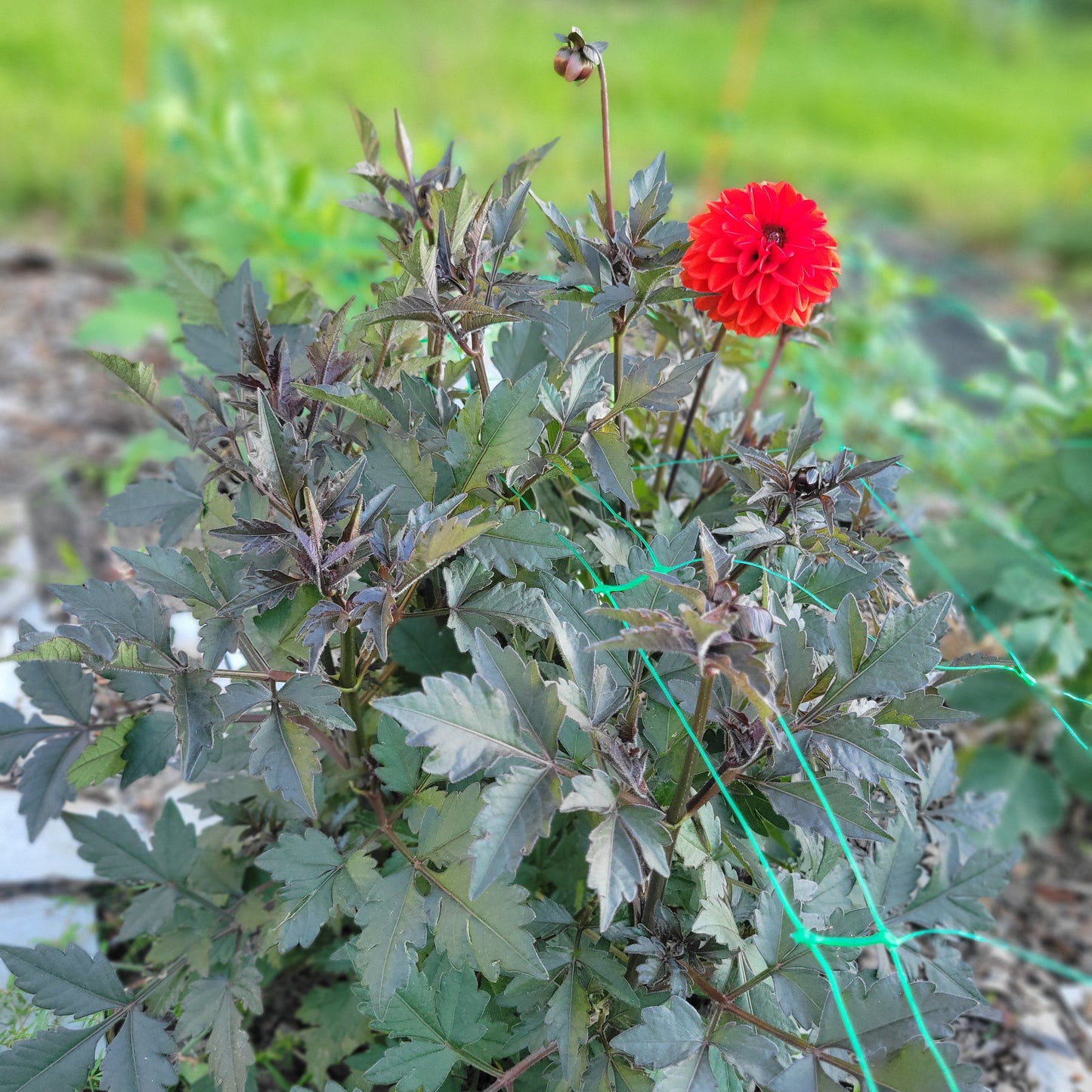 Black Forest Ruby