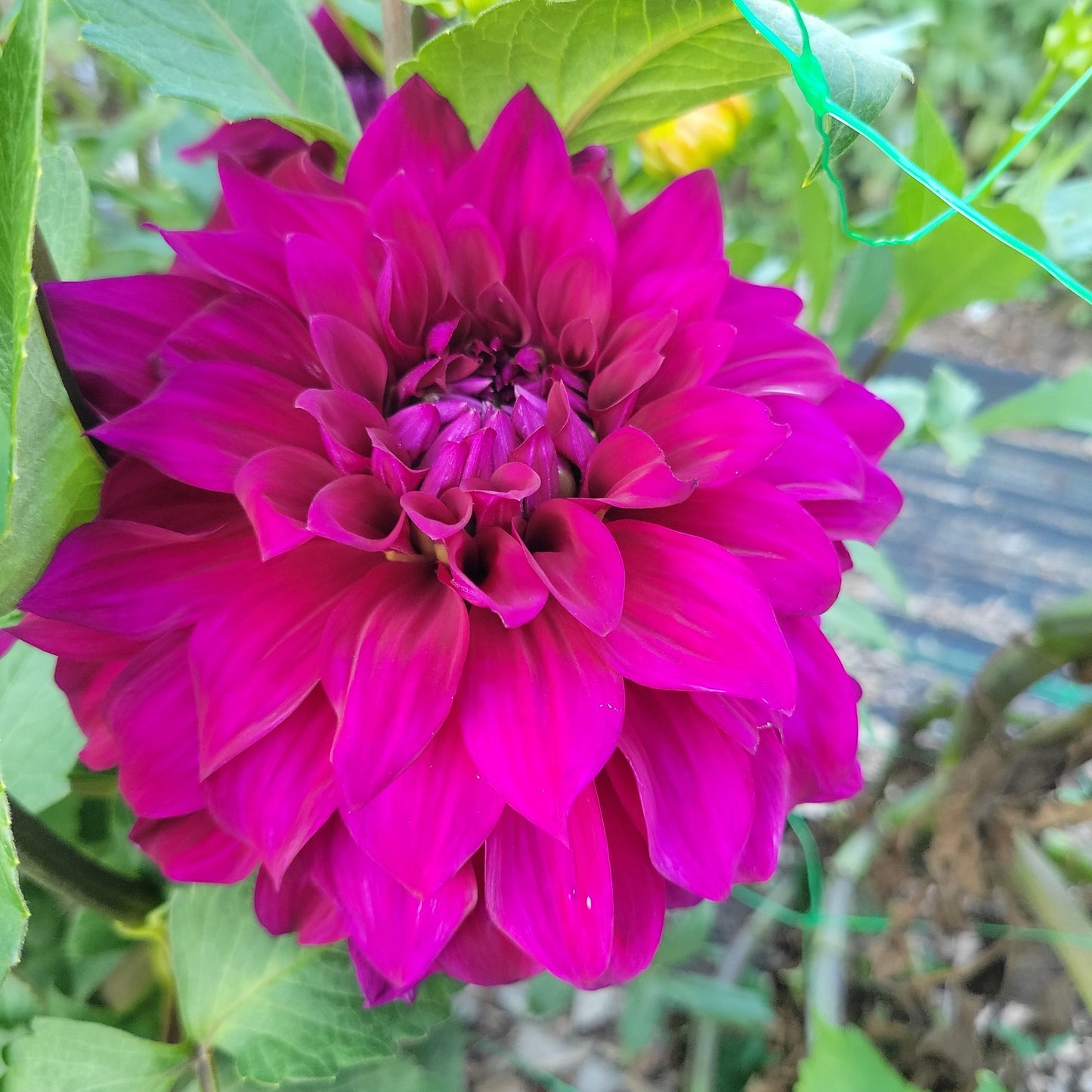 Hapet Spartaboy