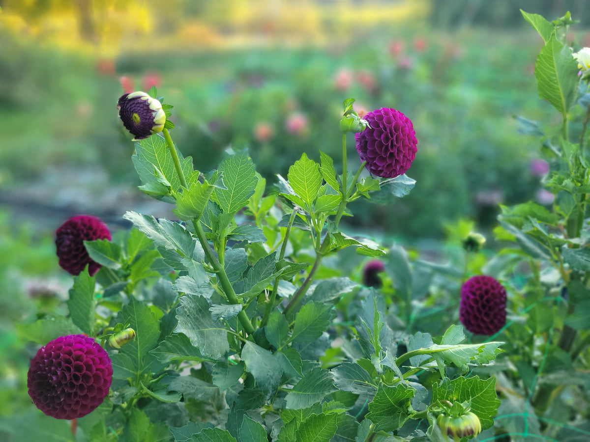Irish Blackberry