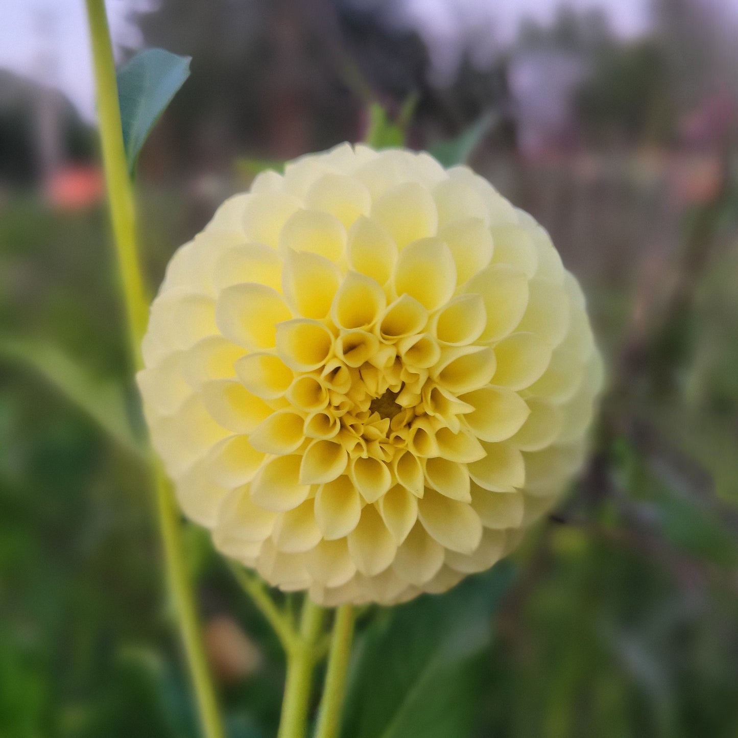 Pineapple Lollipop