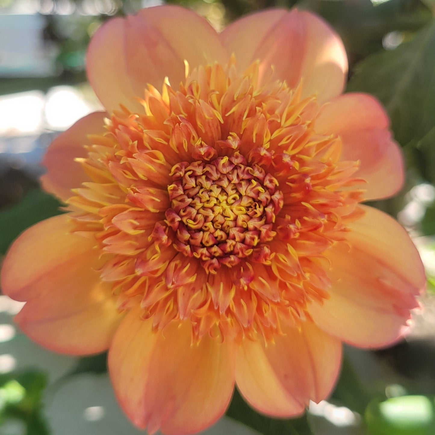 Sandia Brocade - see comment