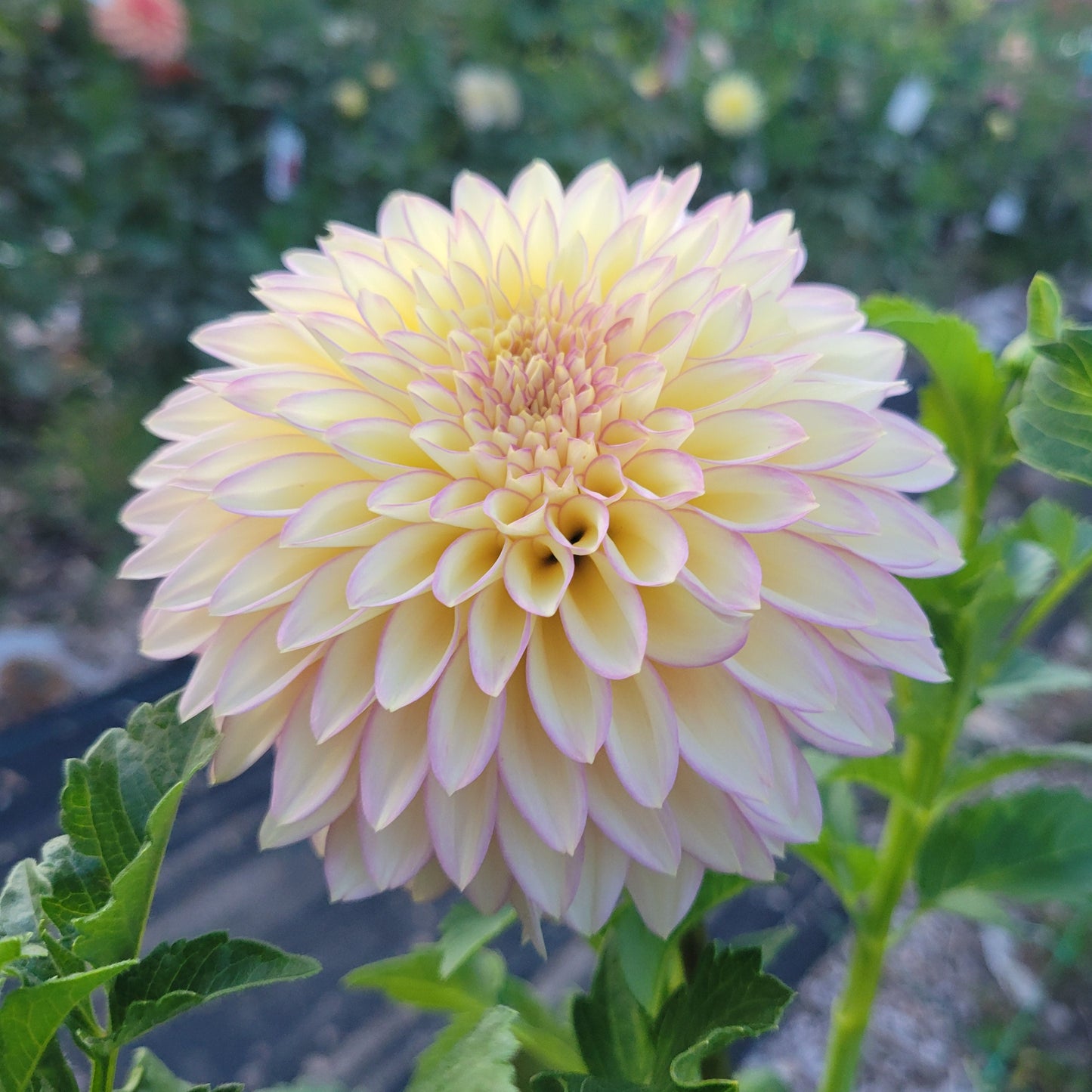 Bloomquist Blush