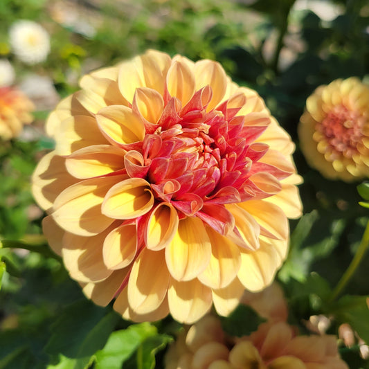 Lee's Golden Raspberry
