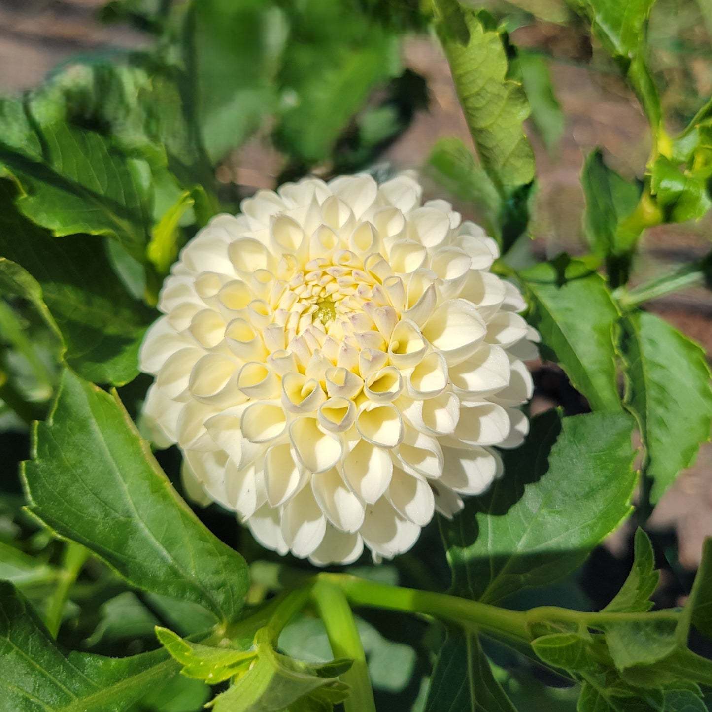 White Nettie