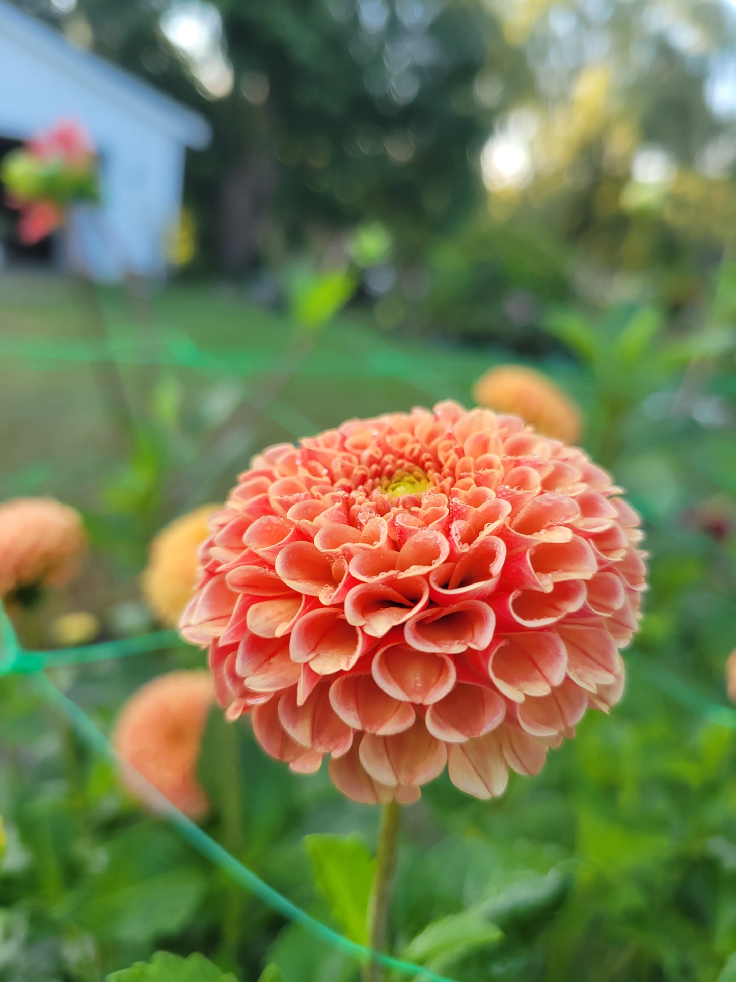 Amber Queen