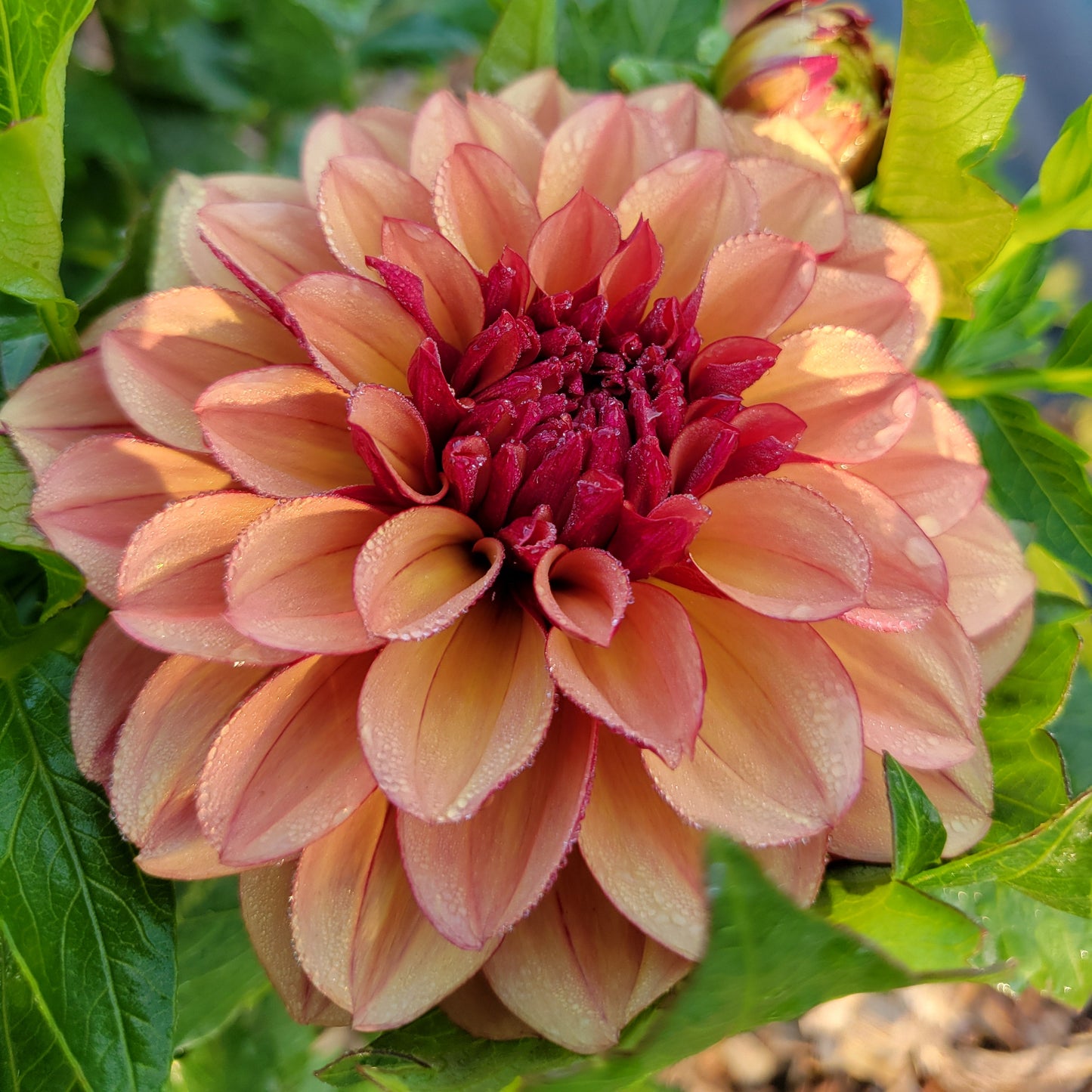 Creme De Cognac