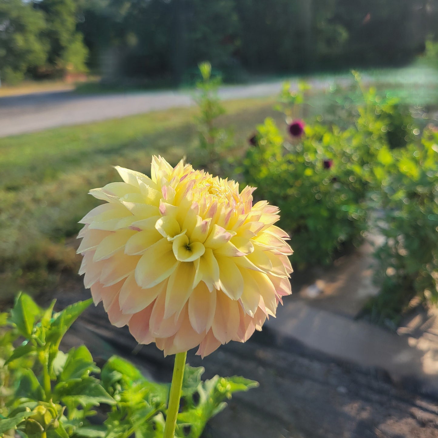 Elk's Tennley Rose
