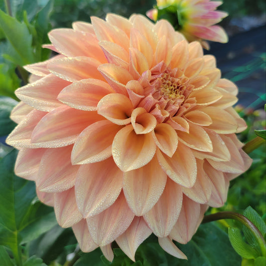 Miss Amara