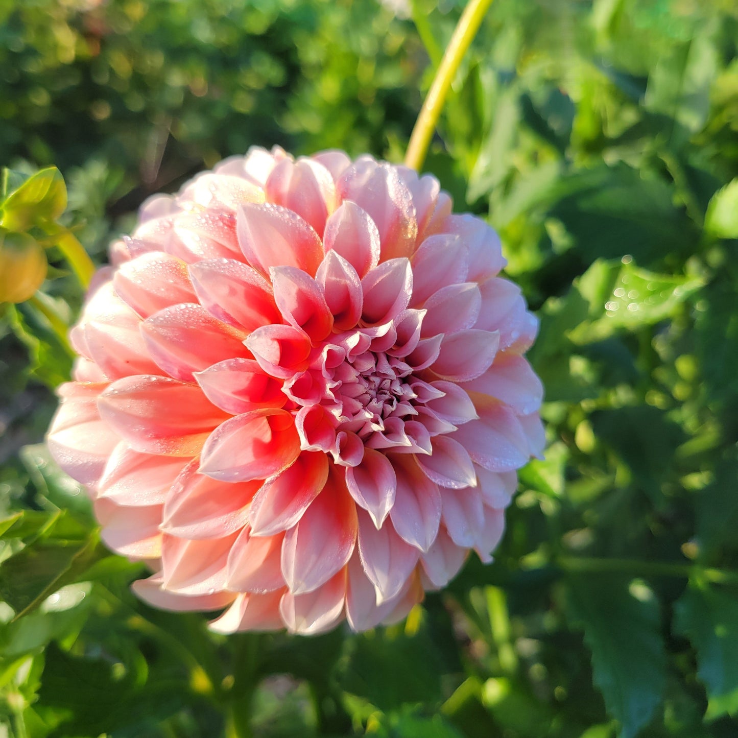 Peaches N Cream