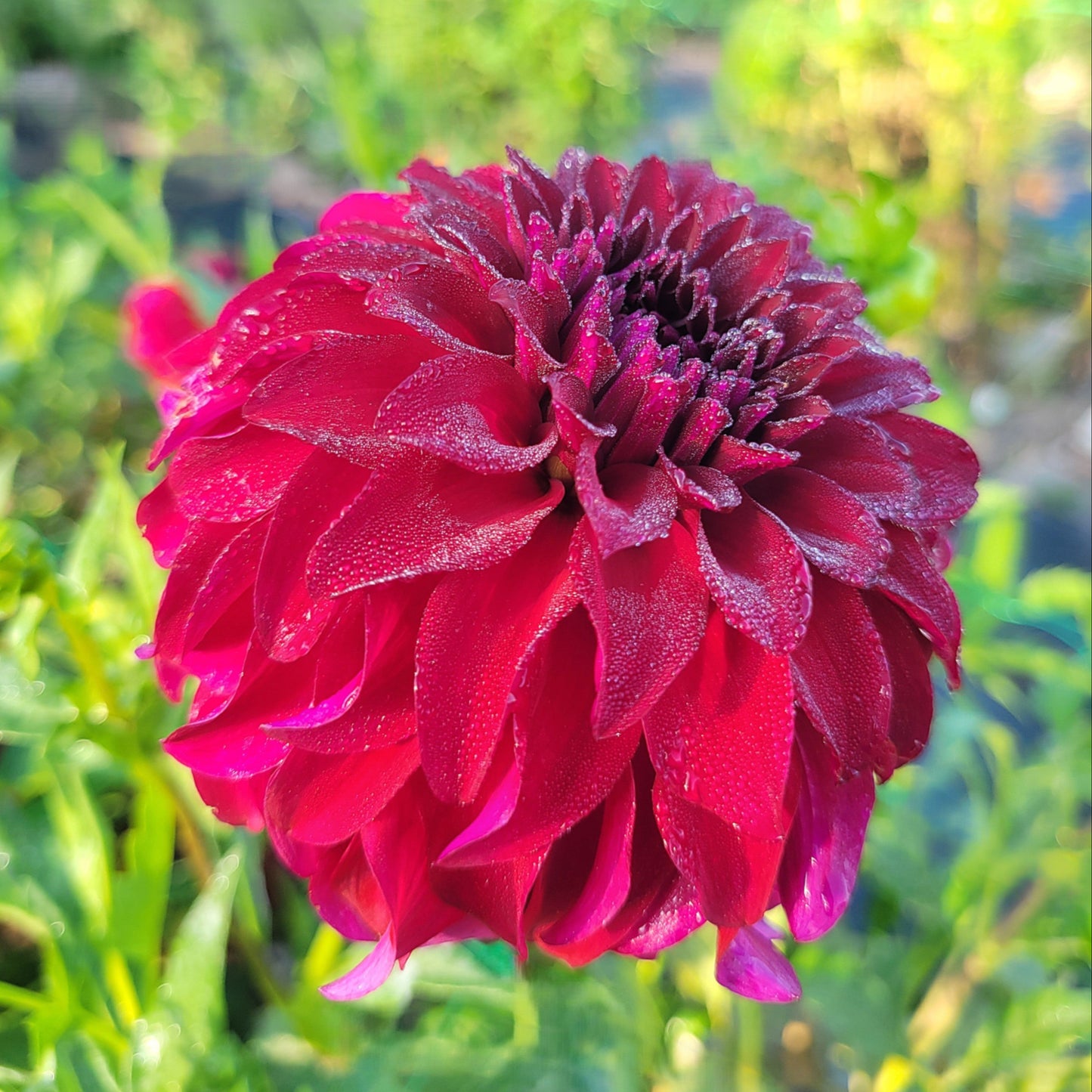 River's Penelope - See tuber pic