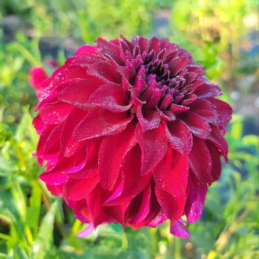 River's Penelope - See tuber pic