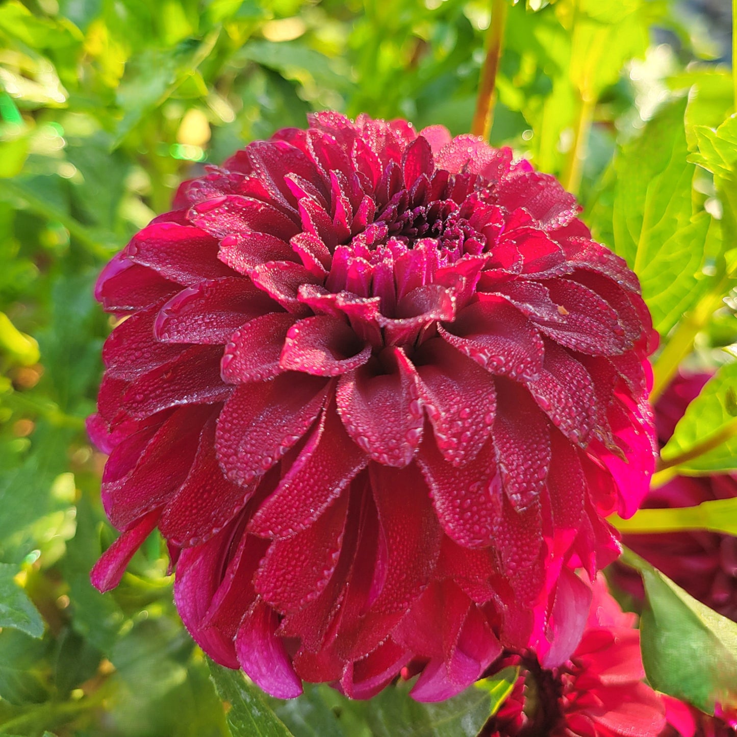 River's Penelope - See tuber pic