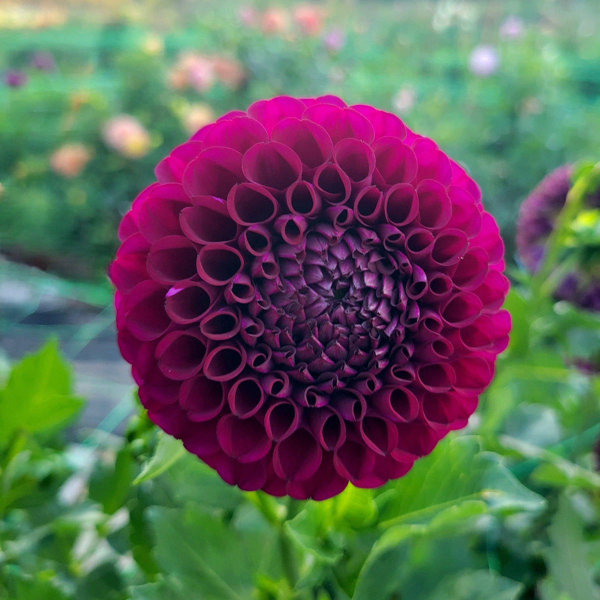 Irish Blackberry