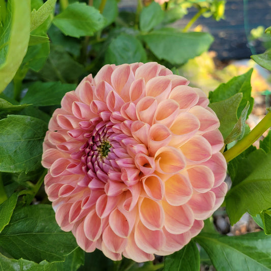 Clearview Peachy