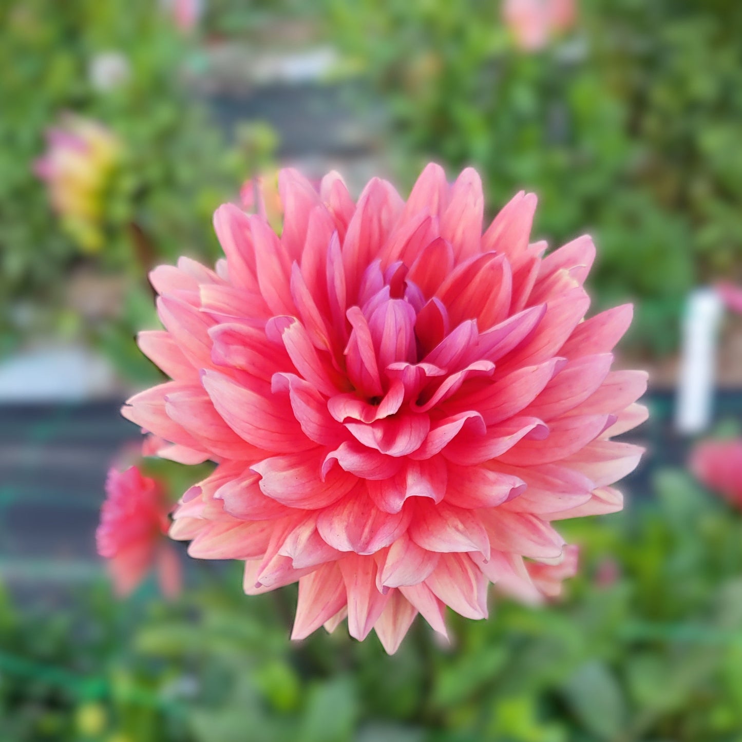 Dutch Pearl