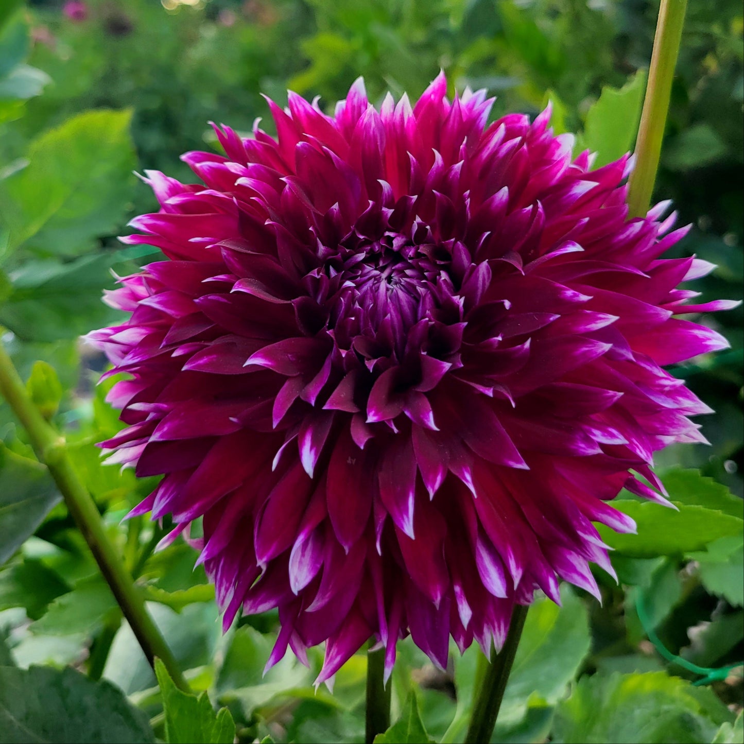 Eagle's Sugar Plum
