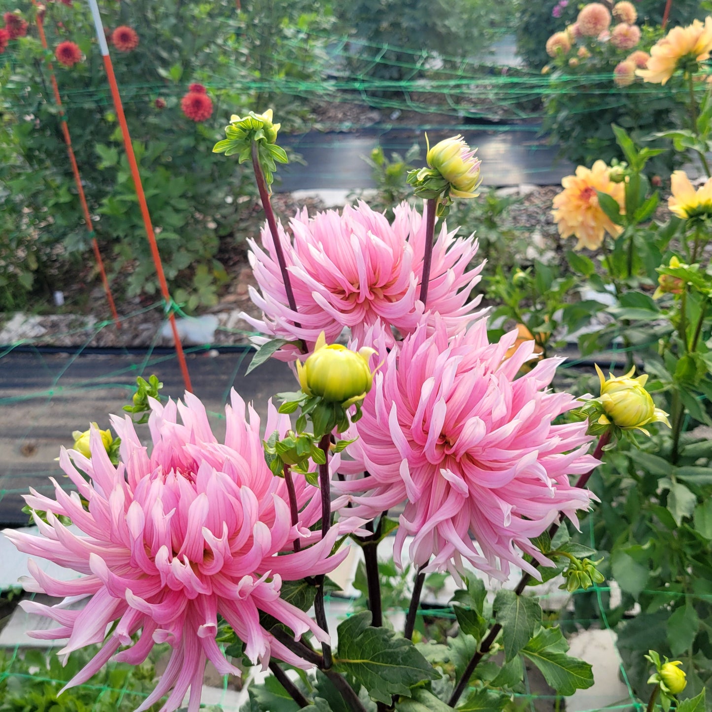 Hollyhill Cotton Candy