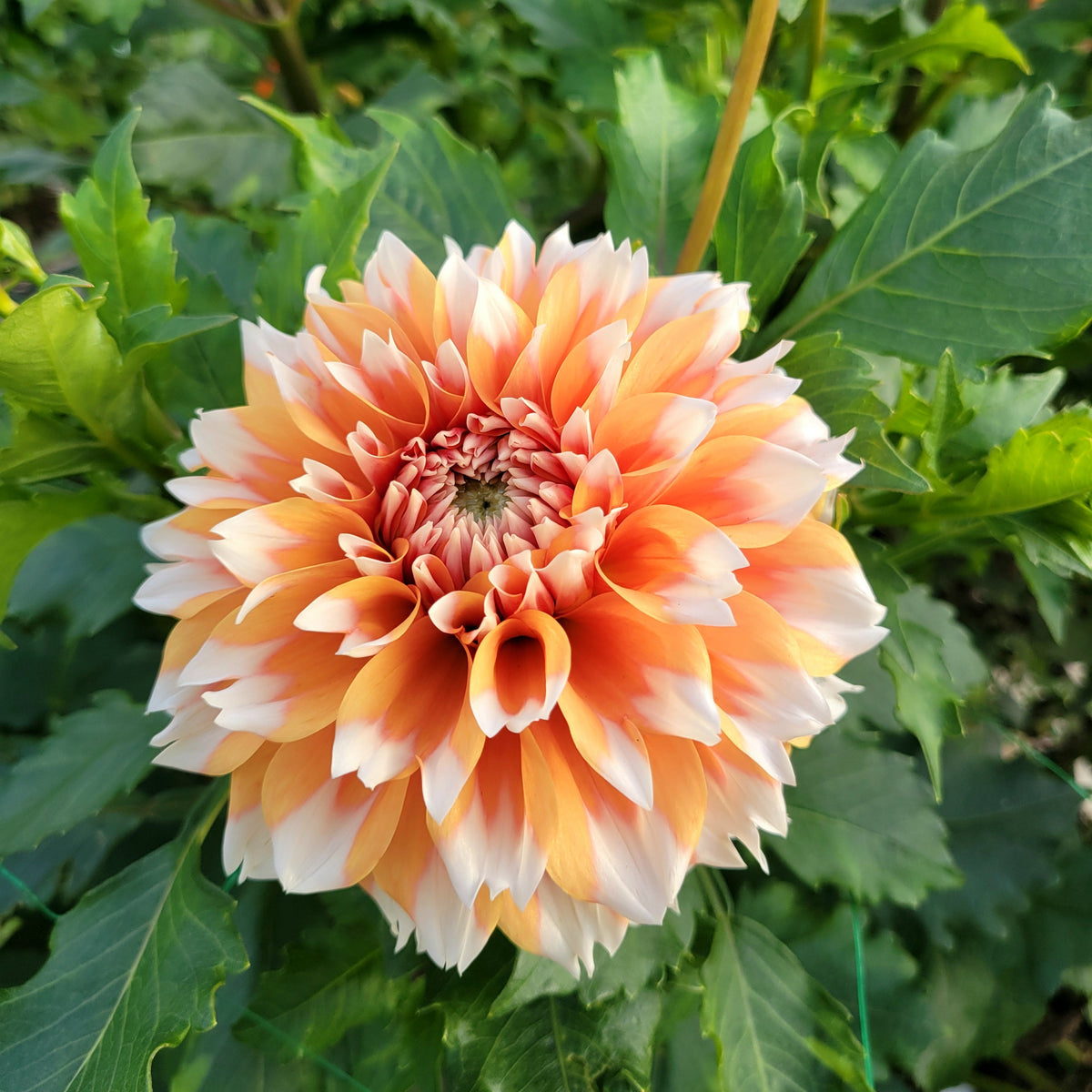 Hollyhill Orange Ice