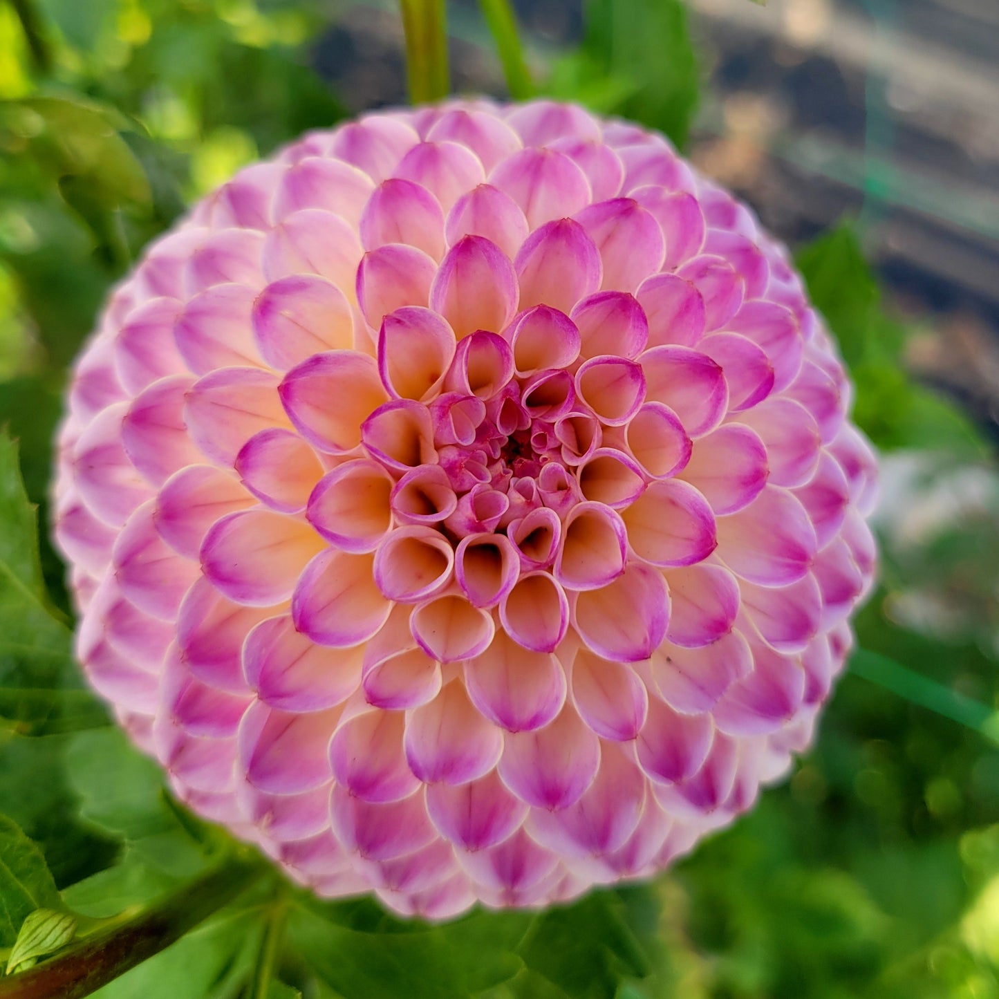 Hapet Pearl