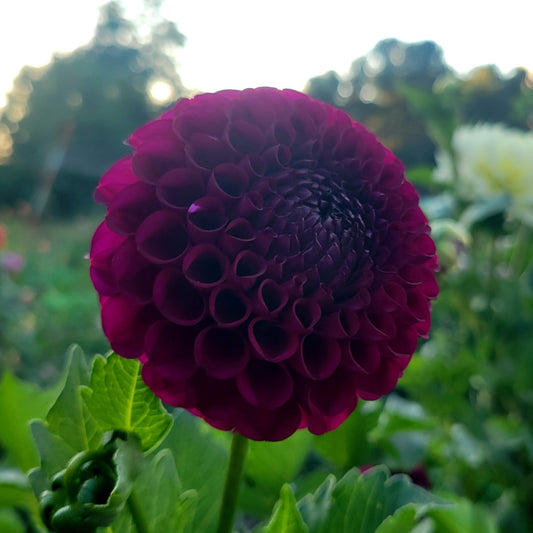 Irish Blackberry