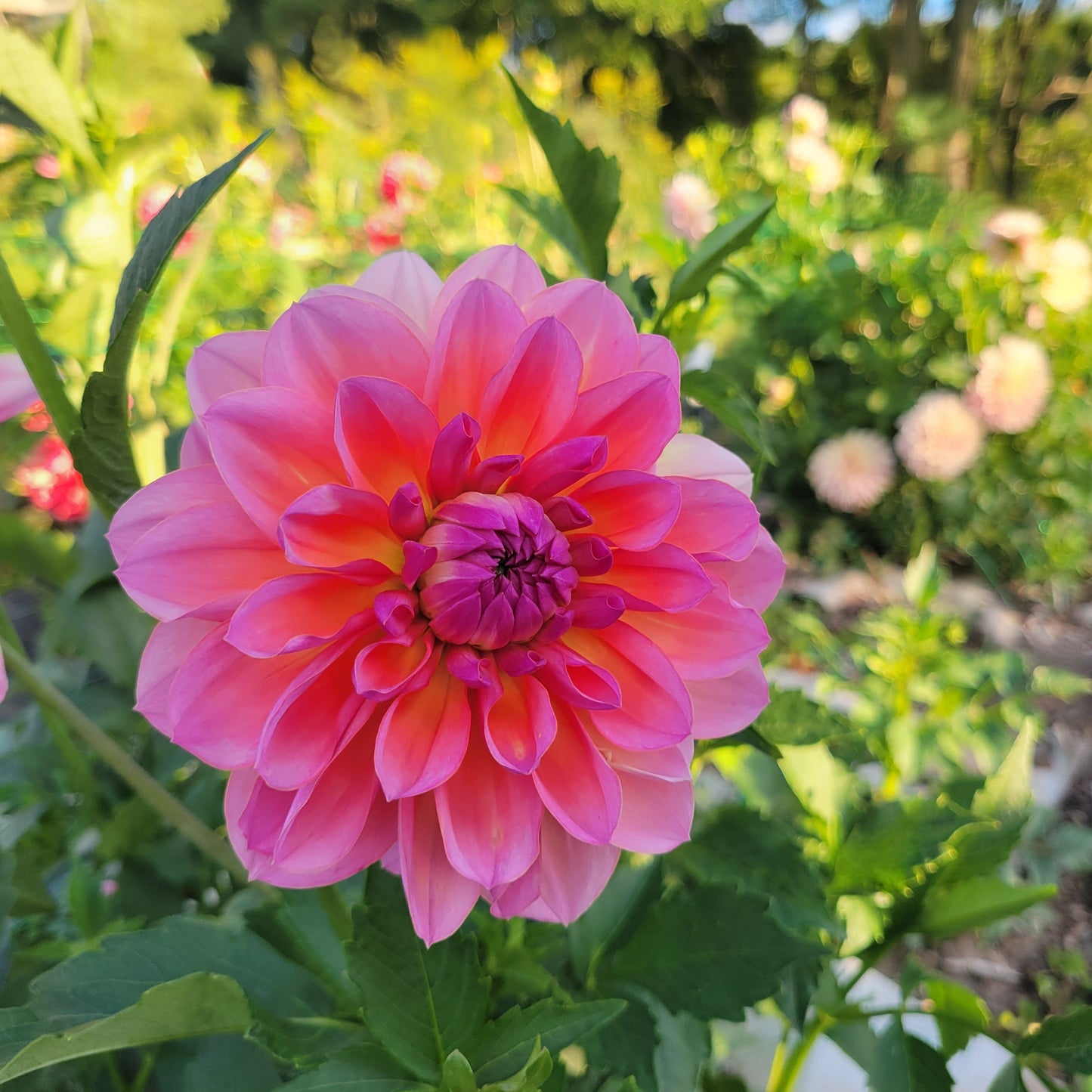 Sandia Rose