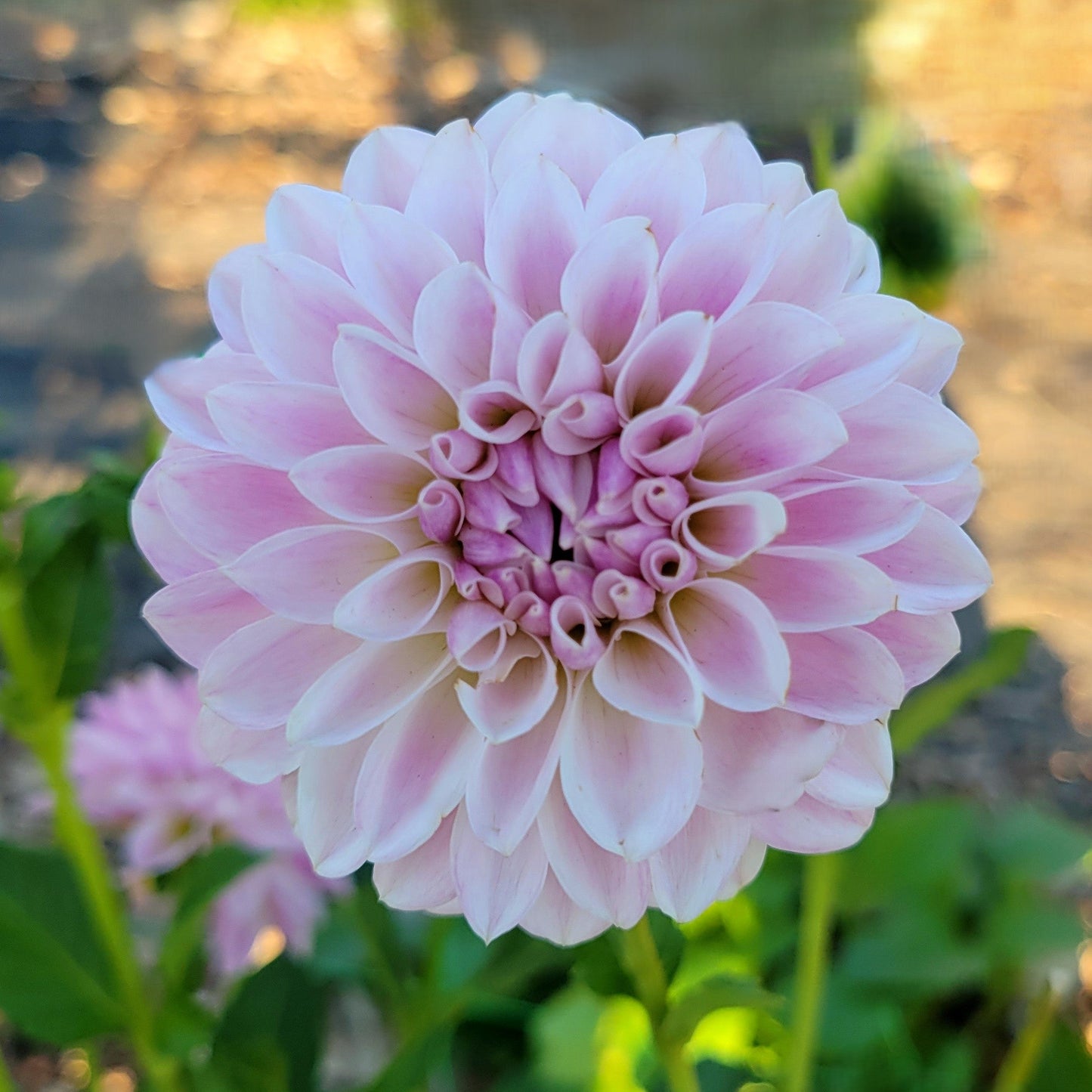 Tahoma Kelli