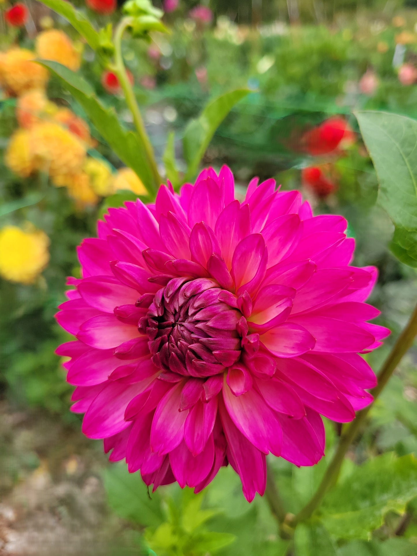 Bloomquist Joyous