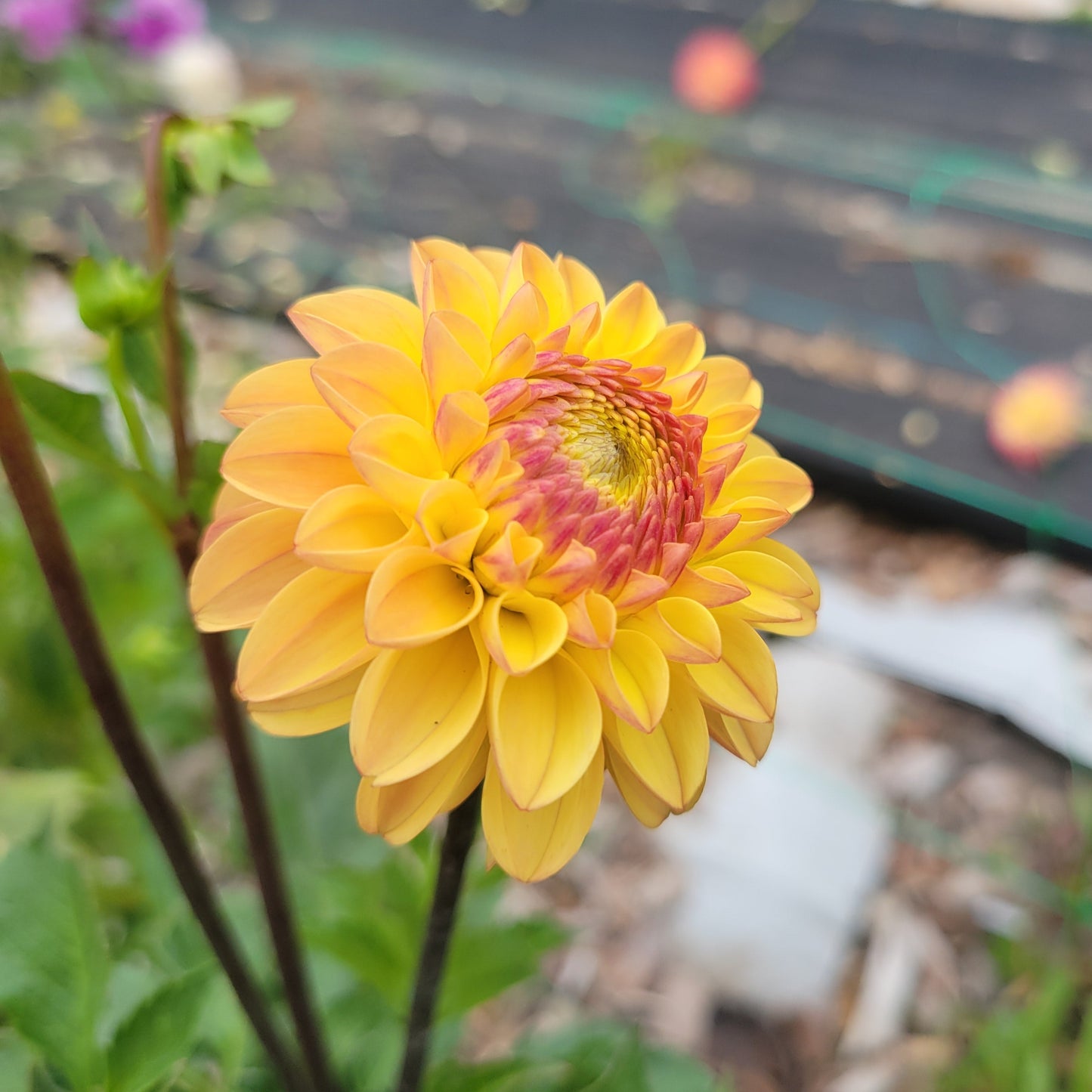 Clearview Butterscotch