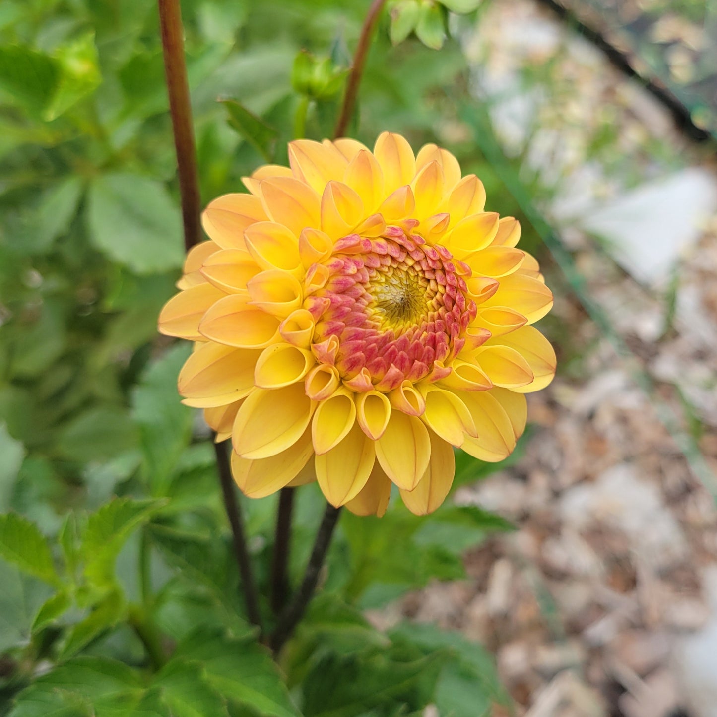 Clearview Butterscotch