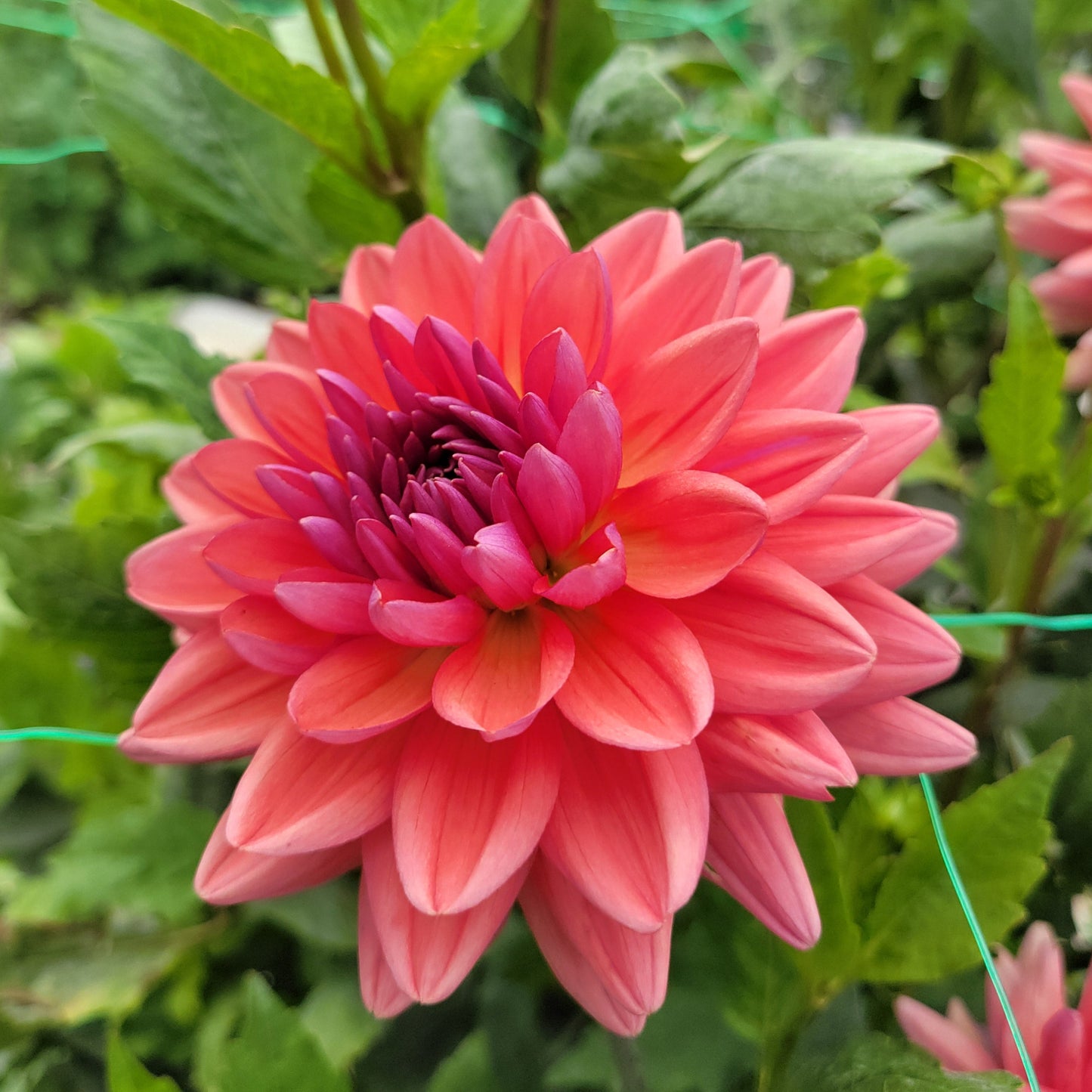Dutch Pearl