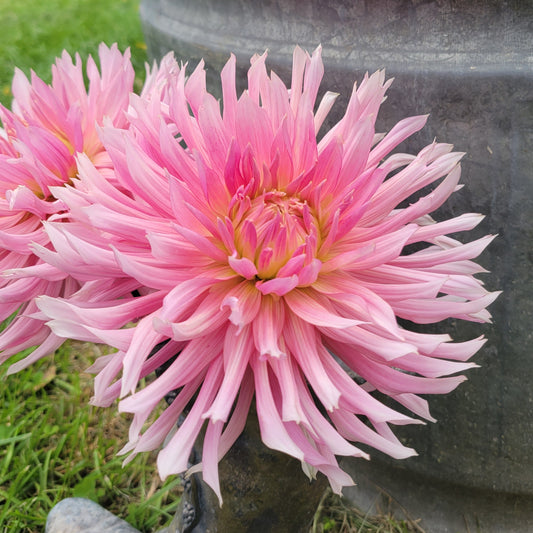 Hollyhill Cotton Candy