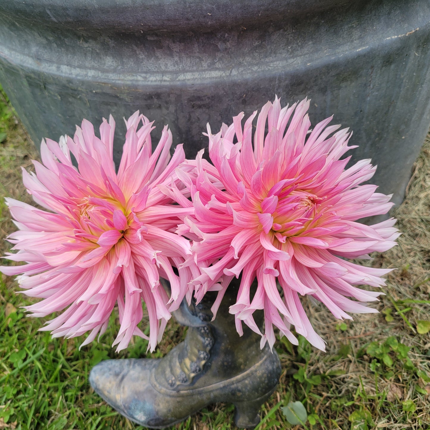 Hollyhill Cotton Candy